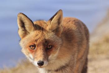 akk���˲�����������Ƶ���»������������������ƽ������ι���һ��...